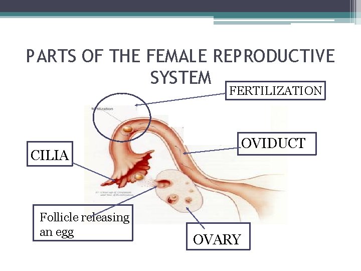 PARTS OF THE FEMALE REPRODUCTIVE SYSTEM FERTILIZATION OVIDUCT CILIA Follicle releasing an egg OVARY