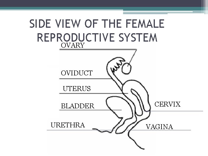 SIDE VIEW OF THE FEMALE REPRODUCTIVE SYSTEM OVARY OVIDUCT UTERUS BLADDER URETHRA CERVIX VAGINA