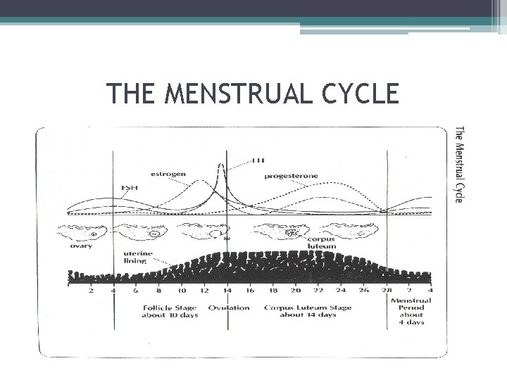 THE MENSTRUAL CYCLE 