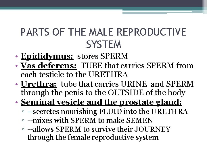 PARTS OF THE MALE REPRODUCTIVE SYSTEM • Epididymus: stores SPERM • Vas deferens: TUBE