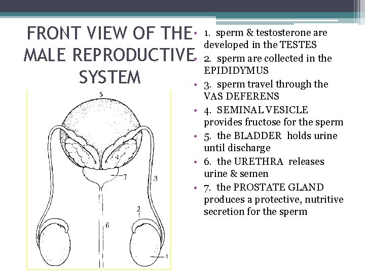 FRONT VIEW OF THE • MALE REPRODUCTIVE • SYSTEM • • • 1. sperm