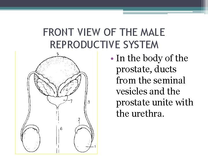 FRONT VIEW OF THE MALE REPRODUCTIVE SYSTEM • In the body of the prostate,