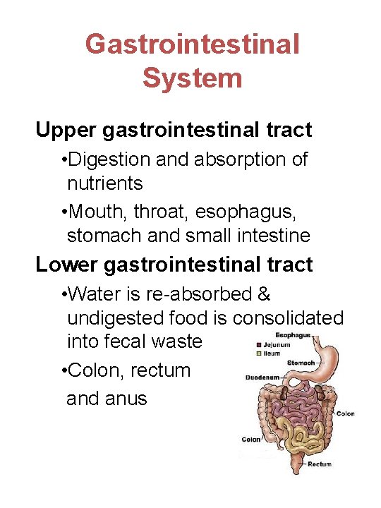 Gastrointestinal System Upper gastrointestinal tract • Digestion and absorption of nutrients • Mouth, throat,