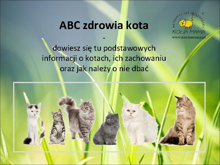 ABC zdrowia kota dowiesz się tu podstawowych informacji o kotach, ich zachowaniu oraz jak