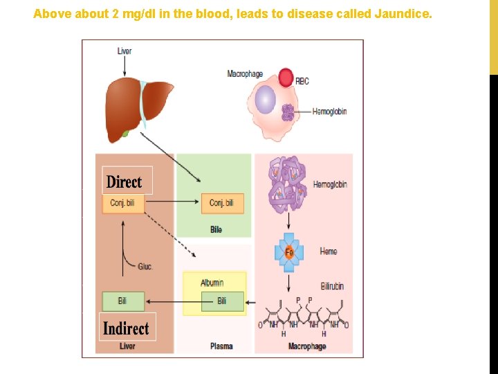 Above about 2 mg/dl in the blood, leads to disease called Jaundice. 