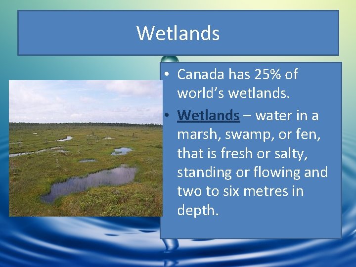 Wetlands • Canada has 25% of world’s wetlands. • Wetlands – water in a