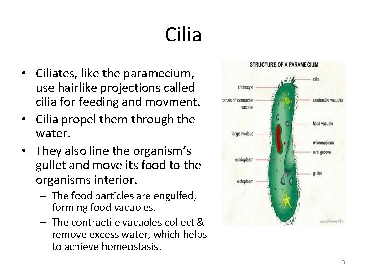 Cilia • Ciliates, like the paramecium, use hairlike projections called cilia for feeding and