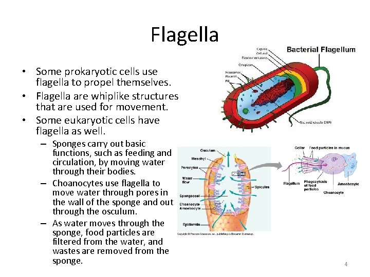 Flagella • Some prokaryotic cells use flagella to propel themselves. • Flagella are whiplike