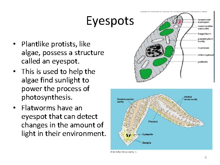 Eyespots • Plantlike protists, like algae, possess a structure called an eyespot. • This