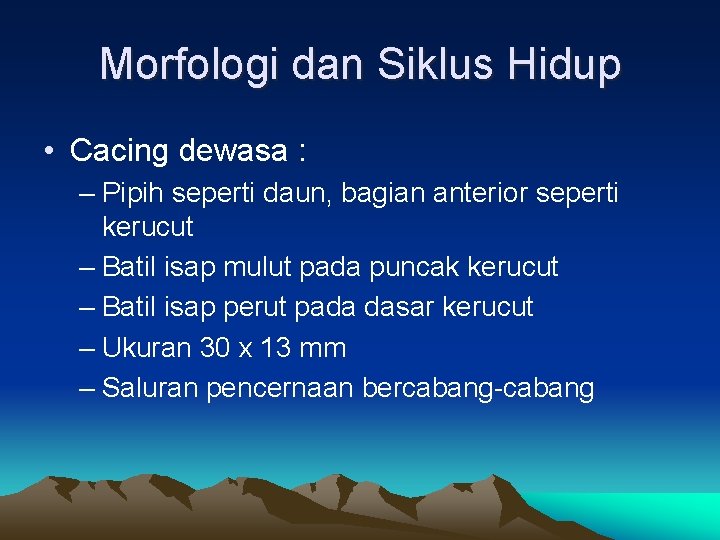 Morfologi dan Siklus Hidup • Cacing dewasa : – Pipih seperti daun, bagian anterior