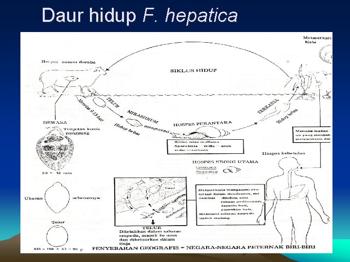 Daur hidup F. hepatica 