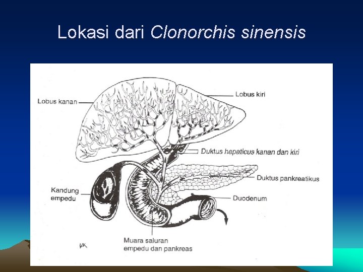 Lokasi dari Clonorchis sinensis 