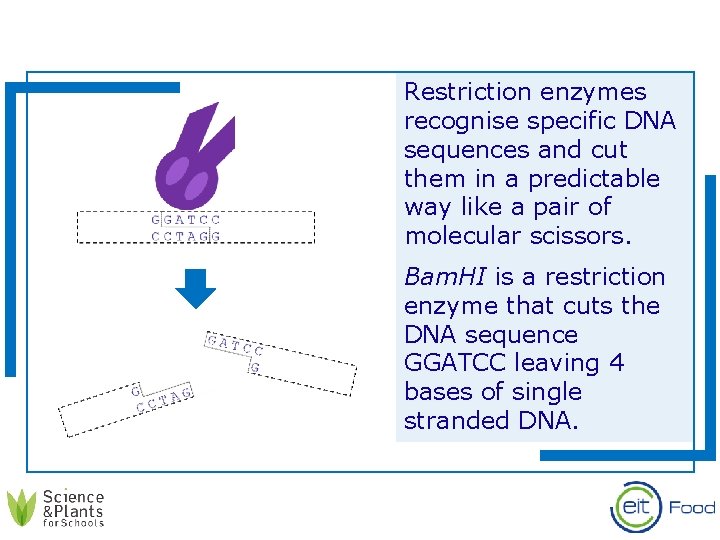 Restriction enzymes recognise specific DNA sequences and cut them in a predictable way like