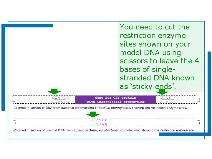You need to cut the restriction enzyme sites shown on your model DNA using