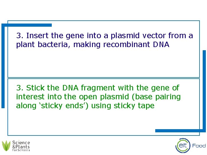 3. Insert the gene into a plasmid vector from a plant bacteria, making recombinant