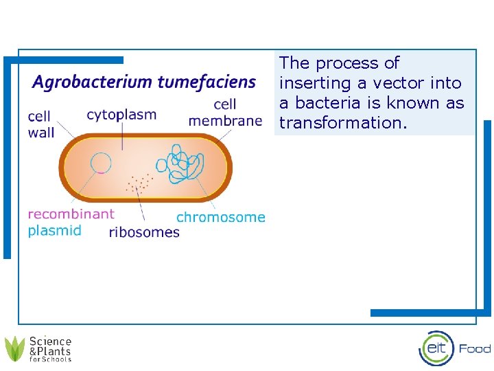 The process of inserting a vector into a bacteria is known as transformation. 