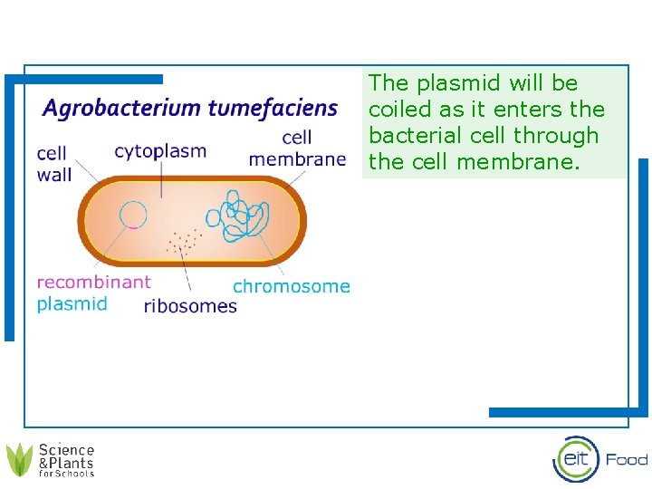 The plasmid will be coiled as it enters the bacterial cell through the cell