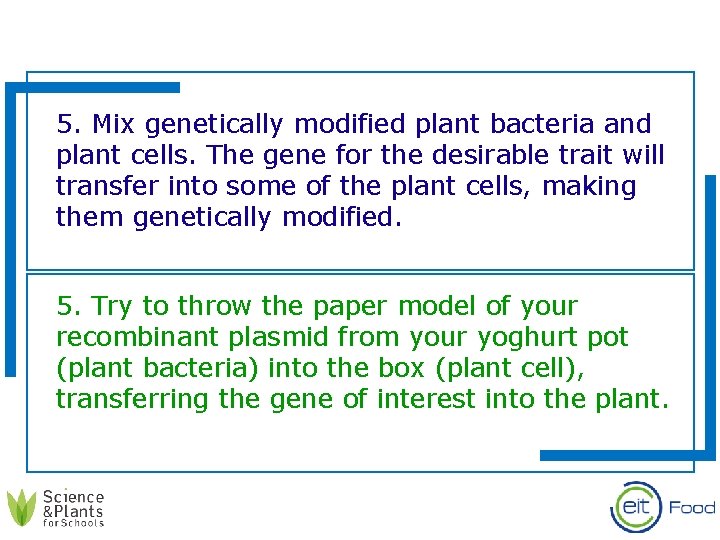 5. Mix genetically modified plant bacteria and plant cells. The gene for the desirable