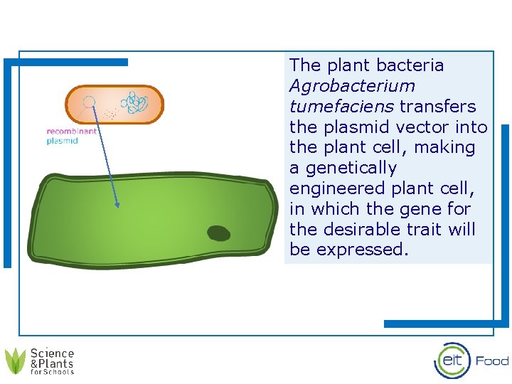The plant bacteria Agrobacterium tumefaciens transfers the plasmid vector into the plant cell, making
