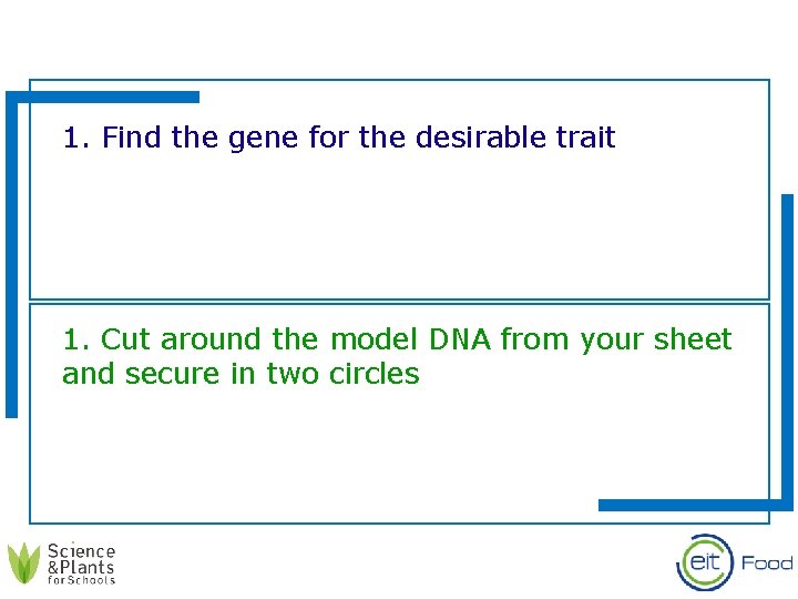 1. Find the gene for the desirable trait 1. Cut around the model DNA
