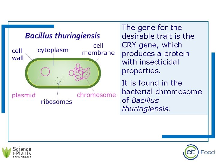 The gene for the desirable trait is the CRY gene, which produces a protein