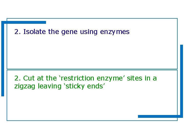 2. Isolate the gene using enzymes 2. Cut at the ‘restriction enzyme’ sites in