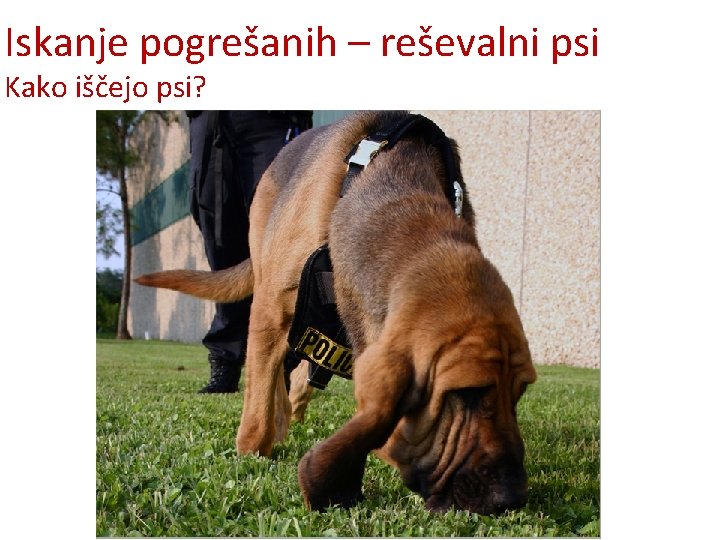 Iskanje pogrešanih – reševalni psi Kako iščejo psi? 