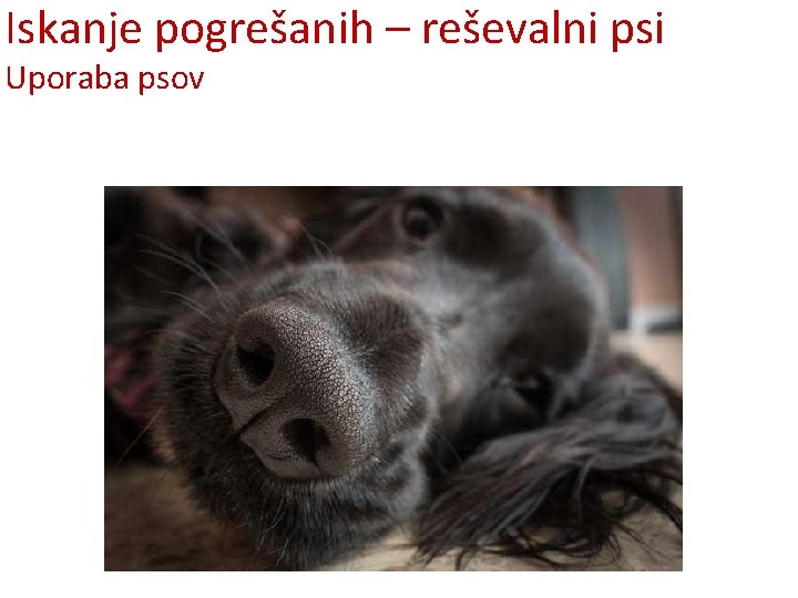 Iskanje pogrešanih – reševalni psi Uporaba psov 