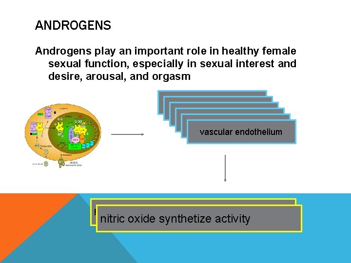 ANDROGENS Androgens play an important role in healthy female sexual function, especially in sexual
