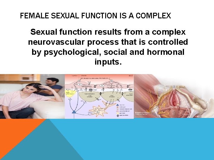 FEMALE SEXUAL FUNCTION IS A COMPLEX Sexual function results from a complex neurovascular process