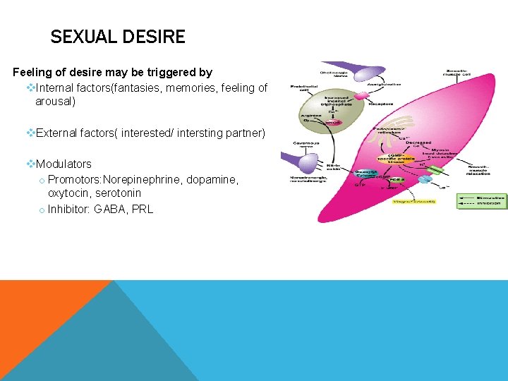 SEXUAL DESIRE Feeling of desire may be triggered by v. Internal factors(fantasies, memories, feeling