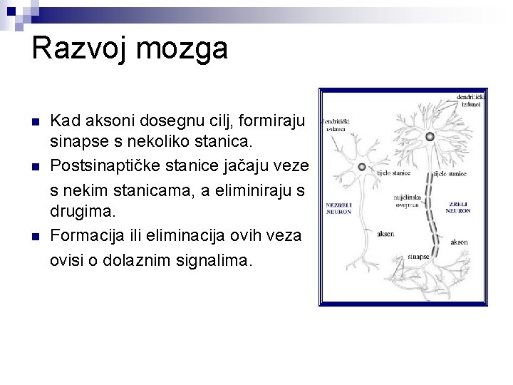 Razvoj mozga Kad aksoni dosegnu cilj, formiraju sinapse s nekoliko stanica. n Postsinaptičke stanice