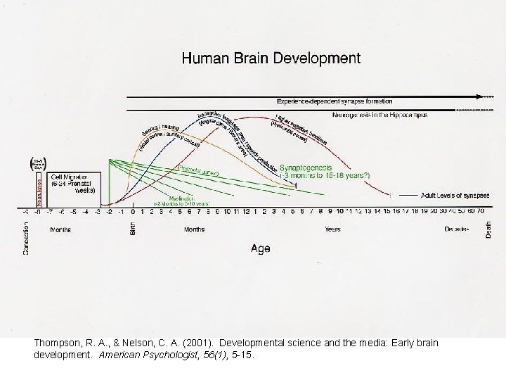 Thompson, R. A. , & Nelson, C. A. (2001). Developmental science and the media: