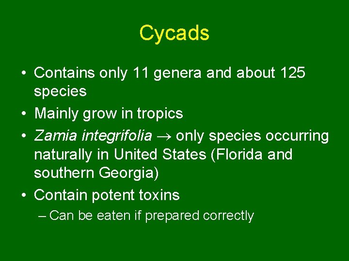 Cycads • Contains only 11 genera and about 125 species • Mainly grow in