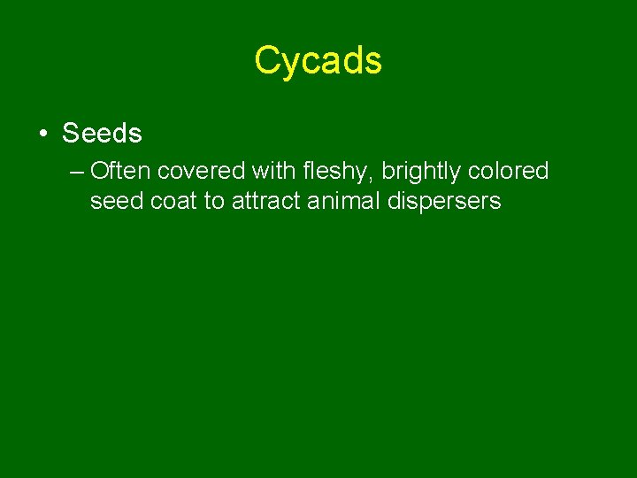 Cycads • Seeds – Often covered with fleshy, brightly colored seed coat to attract