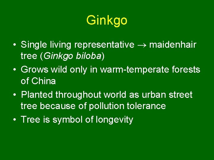 Ginkgo • Single living representative maidenhair tree (Ginkgo biloba) • Grows wild only in