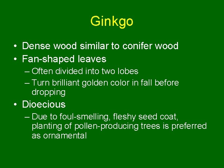 Ginkgo • Dense wood similar to conifer wood • Fan-shaped leaves – Often divided