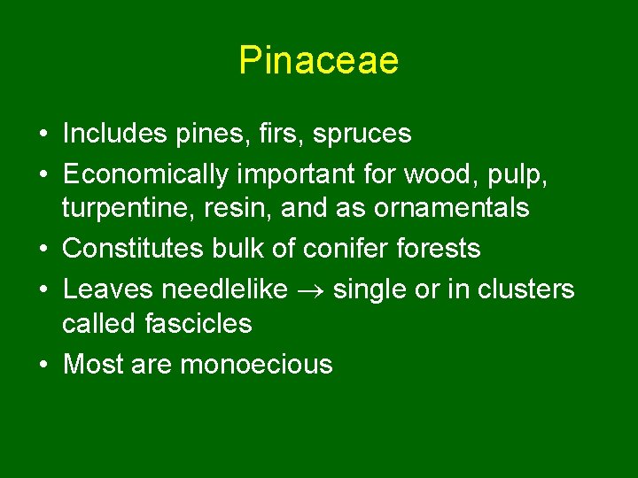 Pinaceae • Includes pines, firs, spruces • Economically important for wood, pulp, turpentine, resin,