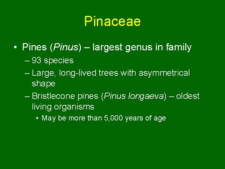 Pinaceae • Pines (Pinus) – largest genus in family – 93 species – Large,