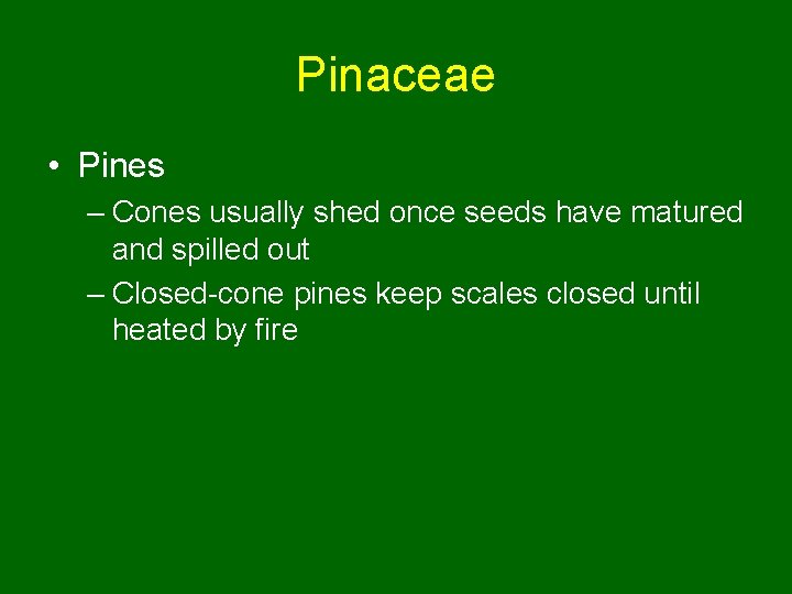 Pinaceae • Pines – Cones usually shed once seeds have matured and spilled out