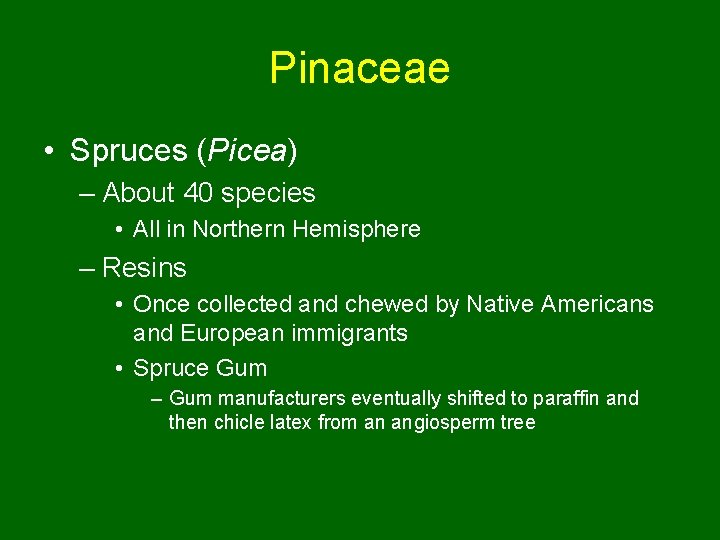 Pinaceae • Spruces (Picea) – About 40 species • All in Northern Hemisphere –