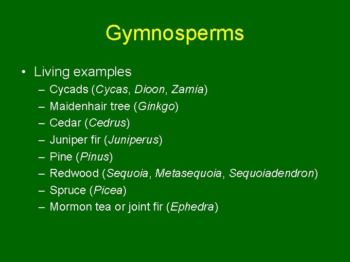 Gymnosperms • Living examples – – – – Cycads (Cycas, Dioon, Zamia) Maidenhair tree