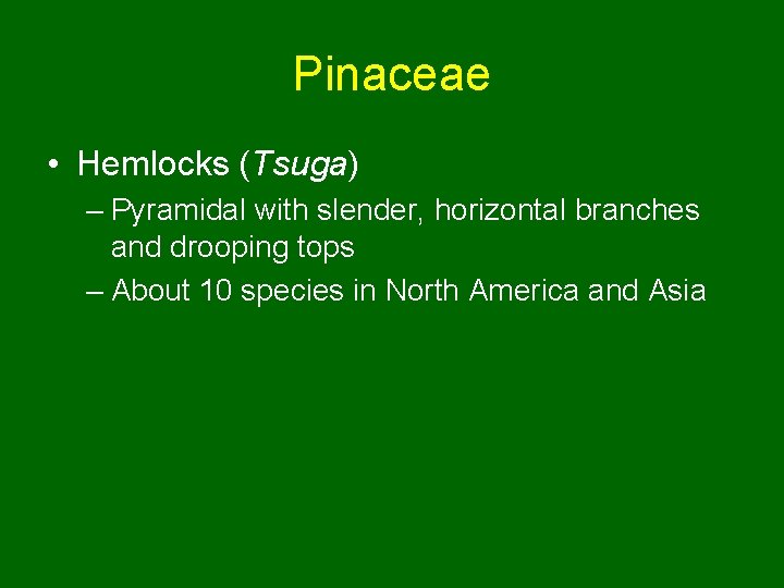 Pinaceae • Hemlocks (Tsuga) – Pyramidal with slender, horizontal branches and drooping tops –