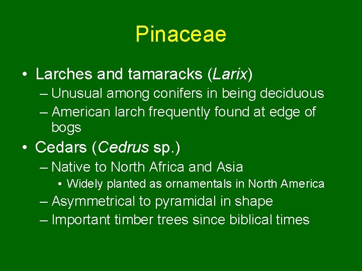 Pinaceae • Larches and tamaracks (Larix) – Unusual among conifers in being deciduous –
