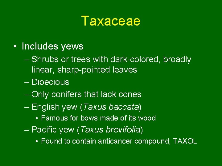 Taxaceae • Includes yews – Shrubs or trees with dark-colored, broadly linear, sharp-pointed leaves