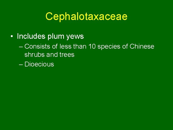 Cephalotaxaceae • Includes plum yews – Consists of less than 10 species of Chinese
