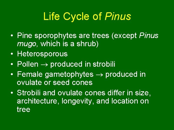Life Cycle of Pinus • Pine sporophytes are trees (except Pinus mugo, which is