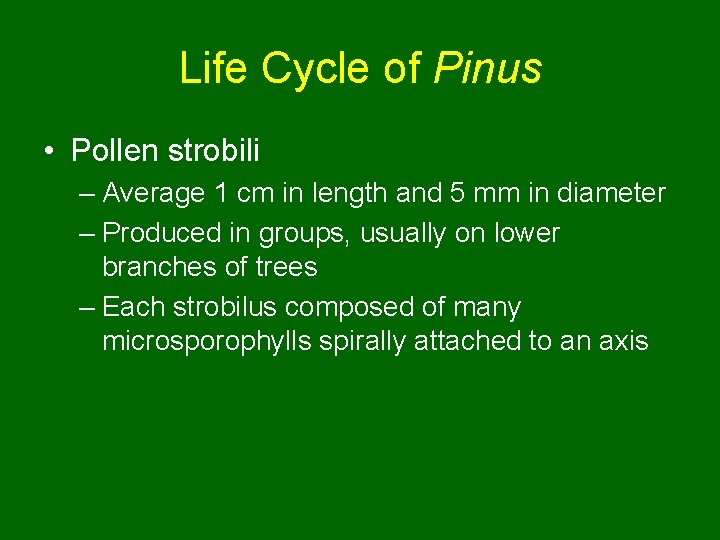 Life Cycle of Pinus • Pollen strobili – Average 1 cm in length and