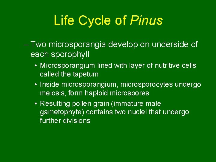 Life Cycle of Pinus – Two microsporangia develop on underside of each sporophyll •