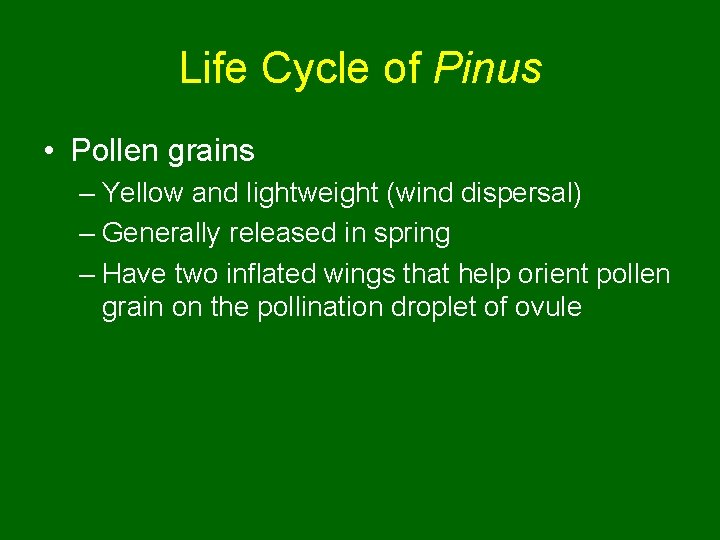 Life Cycle of Pinus • Pollen grains – Yellow and lightweight (wind dispersal) –